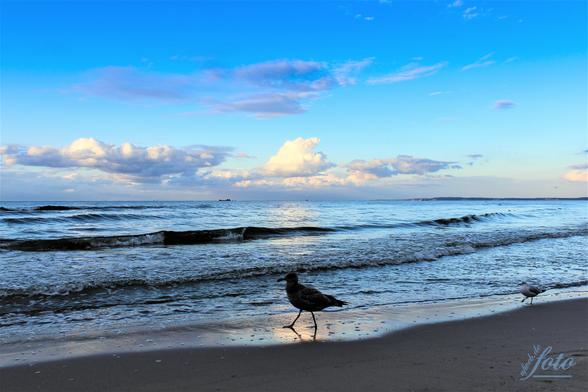 Im Vordergrund seht ihr den feinen Sandstrand wo eine junge Sturmmöwe spazieren geht, gefolgt von einer kleinen Möwe. Blaues seichtes Ostseewasser bis zum Horizont, wo sich kleine weiße Wölkchen am blauen Himmel tummeln.