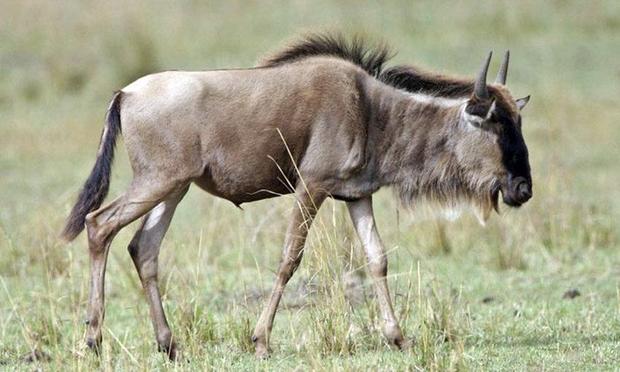 Gnou dans le Parc National d'Étosha (Namibie)