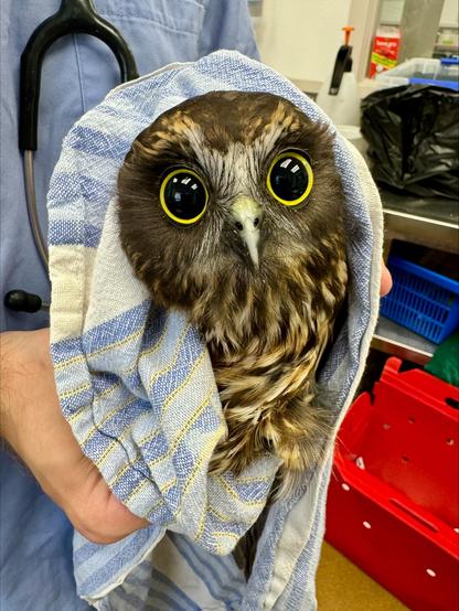 This ruru is all eyes. Its pupils are so dilated that only a thin ring of yellow is visible; any wider and there would be no iris left to admire. The eyes are very reflective, revealing the ceiling lights of the clinic.

The owl is wrapped in what appears to be a tea towel, which has stripes in two shades of light blue and separated by thin lines of yellow. The light blue matches the scrubs of the examiner seen behind with a stethoscope draped around his neck.