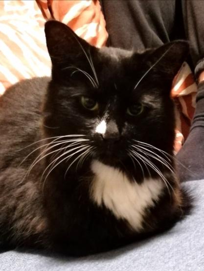 An affronted floofy tuxedo loaf with wide eyes and a 'how dare they' expression.