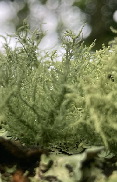 the tiny lace-like green beards of a lichen