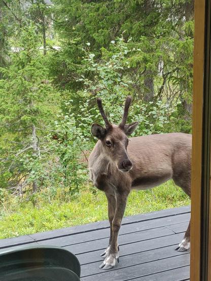 Ein Rentier steht auf einer Terrasse.