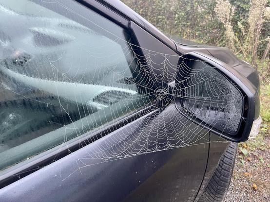 Une toile d’araignée tissée entre la vitre et le rétroviseur d’une voiture, visible grâce à la rosée.