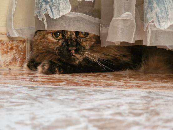 Una gata de pelo largo de color marrón oscuro marrón claro y negro, con ojos ámbar, se esconde parcialmente bajo una cortina de tela translúcida de color beige claro con un diseño floral tenue. Solo la cabeza y las patas delanteras de la gata son visibles. La gata mira directamente hacia la cámara desde su escondite, creando una sensación de curiosidad y ganas de jugar.