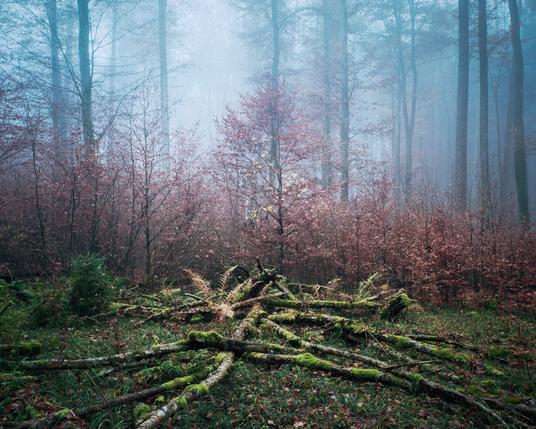 A foggy winter day in the forest. Photography by Marco Zedler