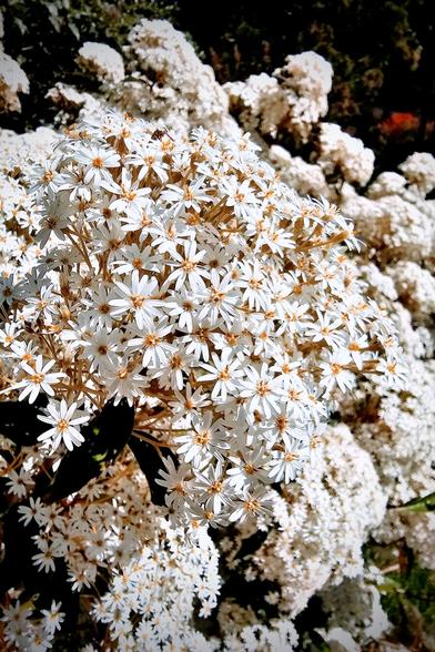 A close-up shot of a dense cluster of small white Olearia flowers, each with a bright yellow-orange centre. The flowers are abundant and appear to be part of a larger bush, with more out-of-focus white blooms visible in the background. The lighting is bright, highlighting the delicate petals.