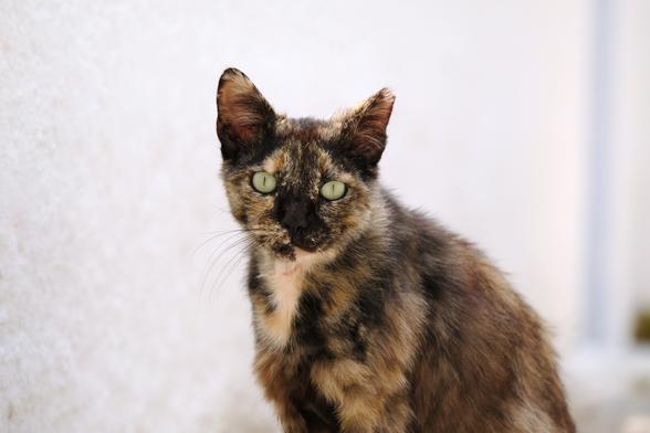 Photo of a tortoiseshell cat in front of a white wall. The cat looks at the camera. Its delicate whiskers stand out against the white background.