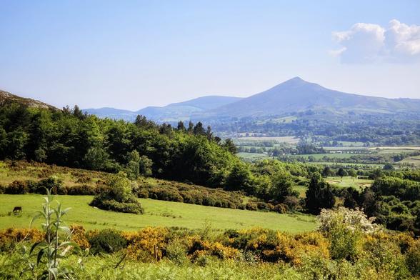 A wide shot of a verdant Irish landscape on a bright day. In the foreground, there are fields of bright green grass interspersed with patches of yellow gorse bushes and dark green trees. A solitary brown cow is visible grazing in one of the fields on the left. In the middle ground, a dense line of dark green trees forms a natural barrier, beyond which extends a wide valley of lush green fields and scattered woodlands. Dominating the background is the distinct, conical peak of Sugarloaf Mountain, bathed in a soft blue haze under a clear sky with a few wispy white clouds. The overall mood is serene and expansive.