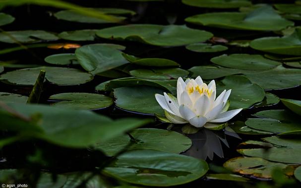 Ein kleiner Teich bedeckt mit grünen Blättern und einer blühenden Seerose mit großen, schalenförmigen weißen Blüten und langen gelben Stielen in der Mitte. /
A small pond covered with green leaves and a blossoming water lily with large, bowl-shaped white flowers and long yellow stems in the center.