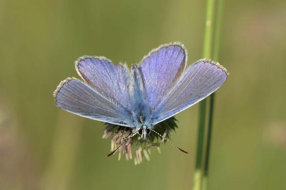 Auf dem Foto ist ein Hauhechel-Bläuling zu sehen. Der Schmetterling zeigt seine charakteristischen, leuchtend blauen Flügel mit schwarzen Randmustern.