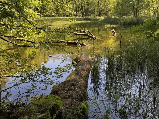 Ruhige Waldszene mit einem ruhigen Teich, umgeben von üppigem Grün. Eine einzelne Ente schwimmt auf dem Wasser und spiegelt das leuchtende Laub darüber  wider. In der Umgebung umgestürzte Baumstämme und hohe Gräser, eine idyllische natürliche Atmosphäre.
