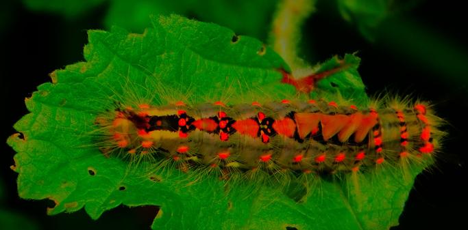 A brightly coloured caterpillar resting on a green leaf. The caterpillar is mainly yellow and black with hints of red along its length.
