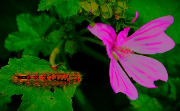 A caterpillar on a green leaf, with a pink flowerhead also in the picture to provide a sense of scale. The caterpillar is mainly yellow and black with hints of red along its length, while the flower head is two-tone, with the main pink colour cut by streaks of a darker shade of pink.