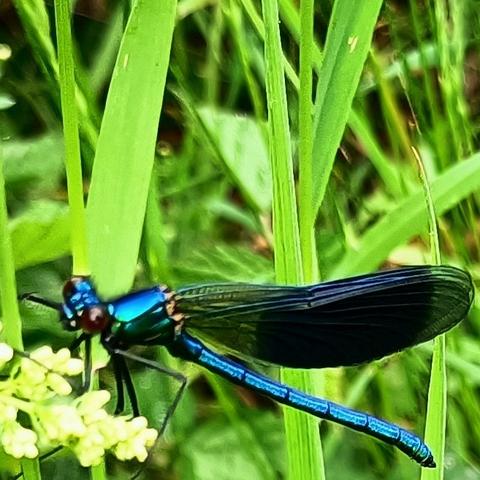 leider nur fast scharfe quadratische nahaufnahme einer libelle vor einem hintergrungd aus grasblättern. ihre flügel zeigen nach rechts und sind aneinandergelegt, über dem dünnen, geraden, stäbchenförmigen hinterleib der leicht nach unten abgewinkelt ist. dieser hinterleib schillert blau metallisch, der brustteil auch, sogar noch heller und mit auch etwas grün. der kopf ist dominiert von den augen, große dunkelbraune facettenaugen. die flügel sind am ansatz und an den abgerundeten spitzen rauchig-transparent und im mitlleren bereich sehr dunkel blau, das erscheint hier schwarz. sie zeigen eine schöne feine äderung
