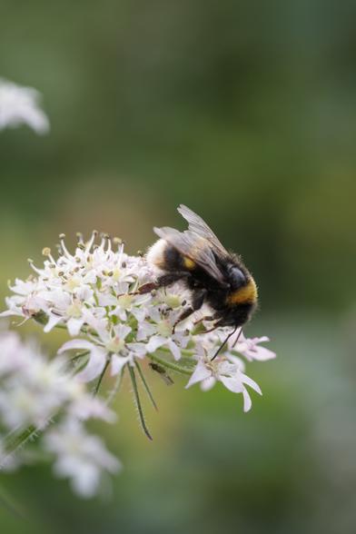 A flat massing of tiny white flowers, facing upwards - with a large, fluffy bumble-bee on the top and a small green winged aphid on one of the branching stems underneath.
