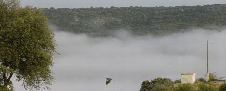 A bird flies over a landscape blanketed in dense fog. The thick mist obscures much of the background, though faint outlines of rolling hills can be seen. A tree stands on the left, while on the right, a small building and a power line barely emerge through the fog.