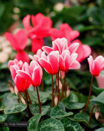 Magnifiques fleurs. Photographie par Cindy Cinnamon