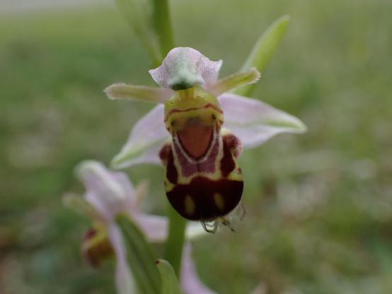 Bee Orchid flower (front view). Orchid flowers have a hood at the top, petals projecting sideways, the wings, and a complex lower part the lip, used as a landing area by pollinators. The hood and wings of Bee Orchids are a light lilac, the bulk of the lip is a deep rich burgundy.