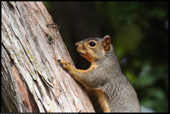 A Fox Squirrel (Sciurus niger) had paused on an Eastern Red Cedar (Juniperus virginiana) tree in Norman, Oklahoma, United States on May 5, 2025.