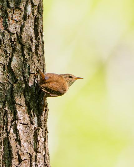 A eurasian wren clings to the side of a tree, head pointing to the right