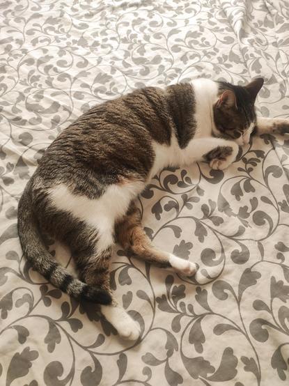 #Anarchodiva #Rallou #CatsOfMastodon on a non #Caturday
The image shows a cat lying on a bed with a floral-patterned bedspread. The cat has a mix of gray, brown, and white fur, with a distinctive white patch on its chest and paws. Its body is curled up, with its head resting on its front paws, and it appears to be sleeping peacefully. The bedspread features a gray floral design on a white background, with swirling patterns and leaf-like shapes. The cat's tail is curled around its body, and its ears are pointed and alert. The lighting in the image is soft, suggesting a calm and serene environment.

Provided by @altbot, generated privately and locally using Ovis2-8B

🌱 Energy used: 0.162 Wh