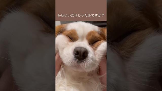 キャバリア🐶「かわいいだけじゃだめですか？」 #shorts