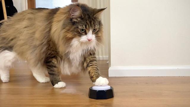 【衝撃】会話ボタンを設置したら猫と話せるようになりました…！