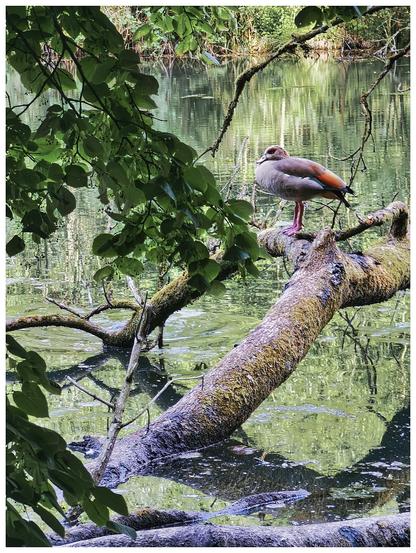 Ein Teich, Tümpel oder kleiner See, umgeben von grüner Uferbepflanzung, die sich im Wasser spiegelt. Im Vordergrund hängen grün belaubte Zweige ins Bild, die dicken Äste eines umgestürzten Baums ragen wie ein Seeungeheuer aus dem Wasser, eine Nilgans mit ihrem markanten bunten Gefieder sitzt (gegen Ende des oberen Bilddrittels halbrechts) auf einem der dicken Äste mit Blickrichtung linker Bildrand