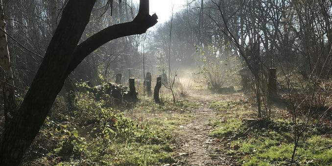 The new ride in Wick Woodland photographed in early moring mist