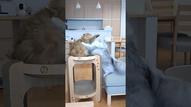 たまには妹が勝つもふもふ猫バトル 【サイベリアン】 #Shorts