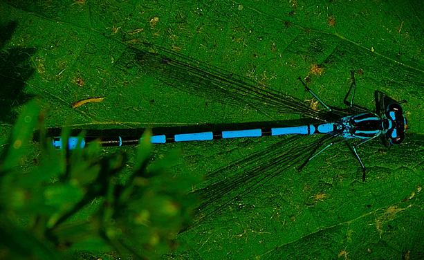 A blue bodied damselfly on  a green leaf near the Gaywood River and Kettlewell Lane, King's Lynn. The body has black bands, there are black sections on the head and immediately behind,. The wings, though translucent with black veins are very clearly visible in this picture.