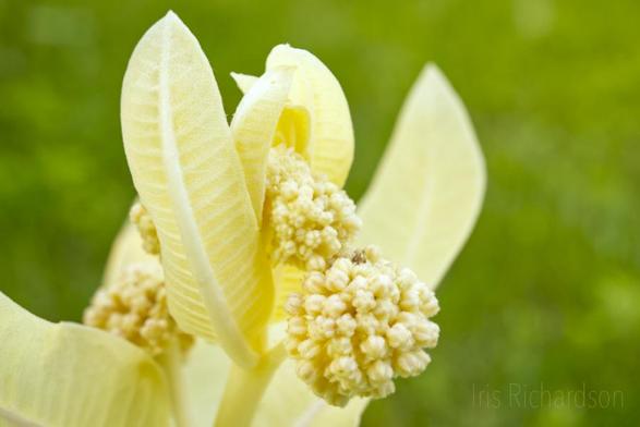 Albino milkweed flower with buds and green background