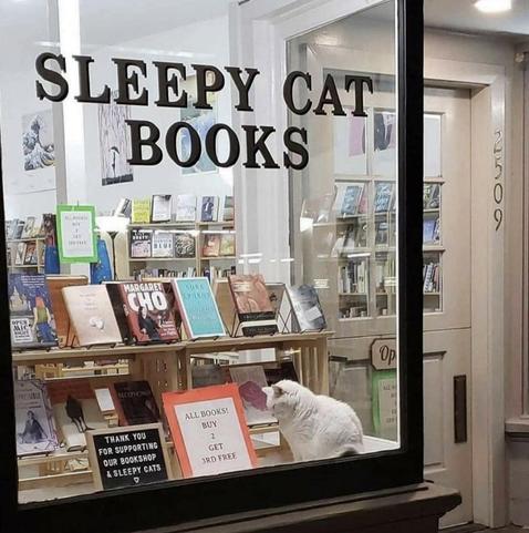 A sign on the LARGE brightly lit glass window of a bookshop reads "SLEEPY CAT BOOKS"

In the window display are books. And a very sleepy looking white cat...