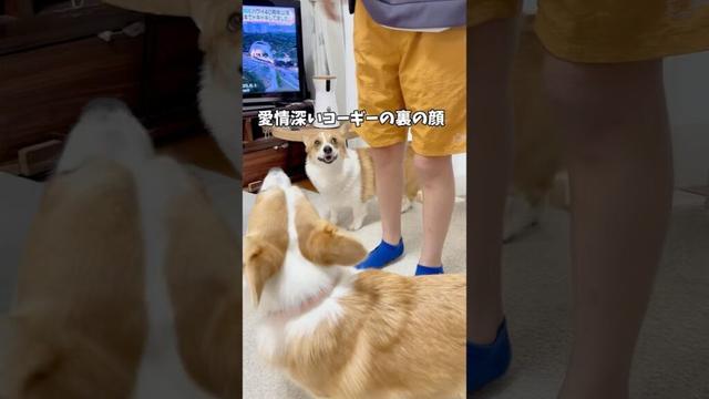 女の気持ちの切り替えは早い🤣 #コーギー #コーギー多頭飼い #家族 #犬と子供 #ココちゃんファミリー #corgi #犬のいる暮らし