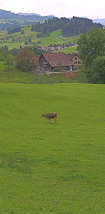 Kuh steht auf Gras ;)