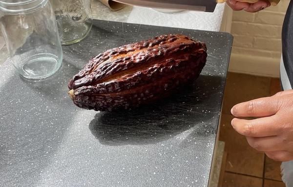 Cacao pods vary in their appearance, and this one looks like a rumply dark brown squash. It's long and pinched at both ends, like a long brown grumpy lemon. It has rough ridges that look like tree bark but feel smooth like squash rinds. It's kinda cute!