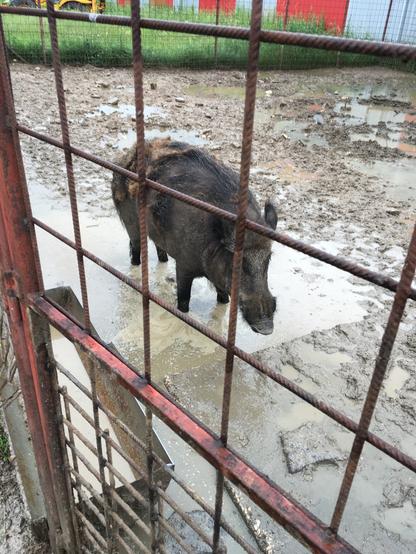A wild boar stands in a muddy enclosure, surrounded by patches of water. The scene is framed by rusty metal fencing, creating a gritty and somber atmosphere.