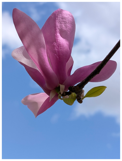 low-angle view of a pink-petaled flower at the end of a twig against a blue sky with white clouds.