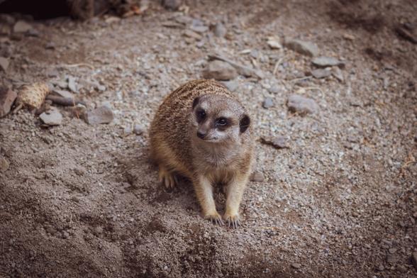 A meerkat crouched slightly in some sand