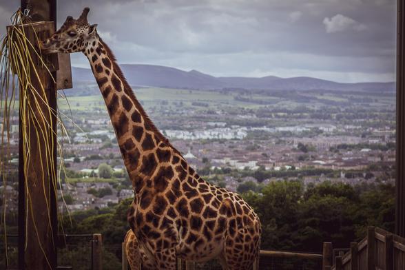 A giraffe eating from a hanging basket, with edinburgh in the background from above