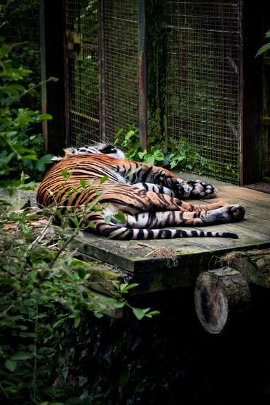 A bengal tiger sleeping on it's side on some wooden planks