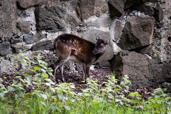 A visayan spotted deer fawn against a brick wall, looking round to the left of the frame