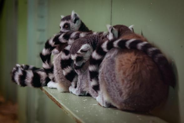4 lemurs snuggled up together