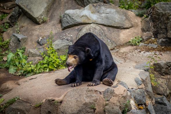 A sunbear sitting on it's bum on a rock, with it's tongue out
