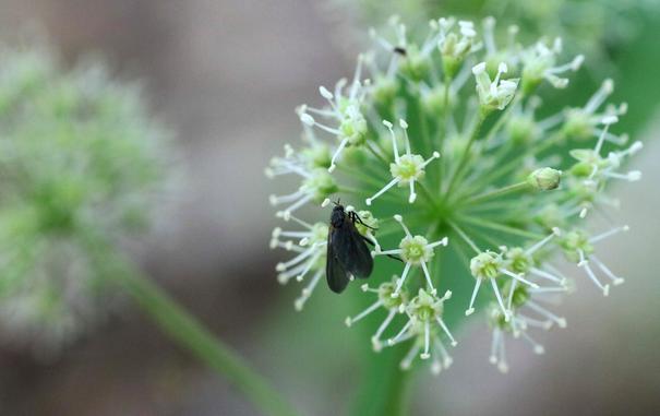 Macro photograph of a spherical flower head composed of very small white flowers with curved greenish white petals and five very long stamens. A black insect, looking like a fly but with longer wings, is foraging on it, contrasting with the green and white colours of the plant. Two other spherical flower heads are blurred in the back, as they always come by three with this plant.