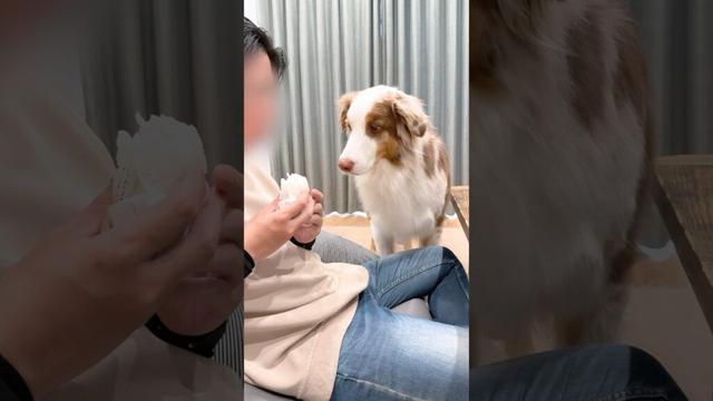 おにぎりが食べたくて口をもぐもぐ動かしちゃう犬が可愛い😂🍙【オーストラリアンシェパード】#shorts
