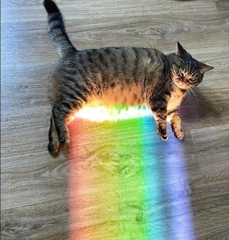 Foto de um gato tigrado cinza deitado de lado num chão com acabamento de madeira. Raios de luz formando as cores do arco-íris atingem a barriga do bichano, fazendo parecer que esses raios estão sendo emitidos por ela.