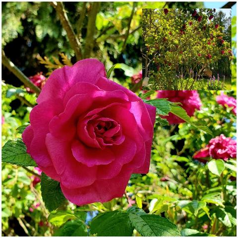 A vibrant close-up shot focuses on a large, deep pink rose in full bloom. The rose displays layers of petals spiraling towards the center. Green leaves provide a natural background. In the upper right corner, there is an inset image showing a rose bush covered in many similar pink roses, growing in a garden setting with green grass and other plants.