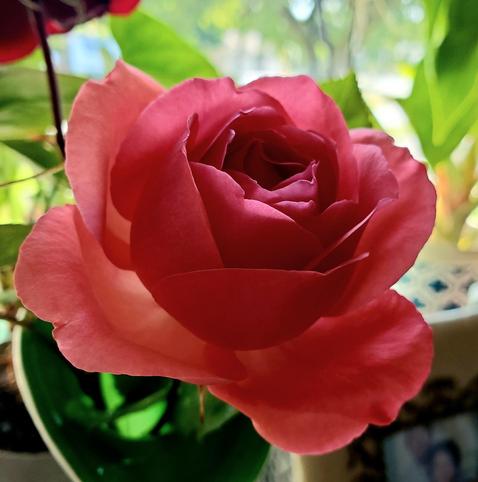 Close up of deep pink rose in a vase