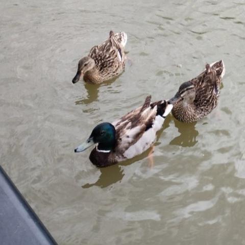 Three ducks floating just off a narrowboat's gunnel, or gunwale. There are 5 more ducks, but as soon as a human appears near the swan doors, the aggressive ones chase the others away so they don't get any of "their" potential seeds and grains.